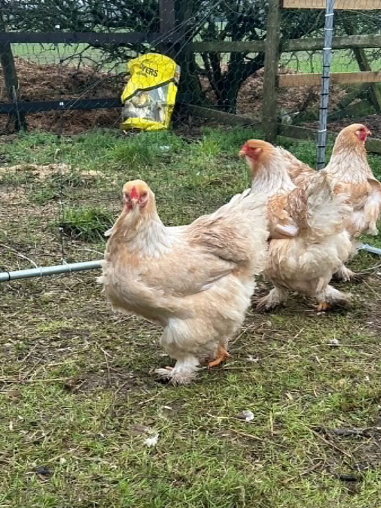 bantam chicken for sal