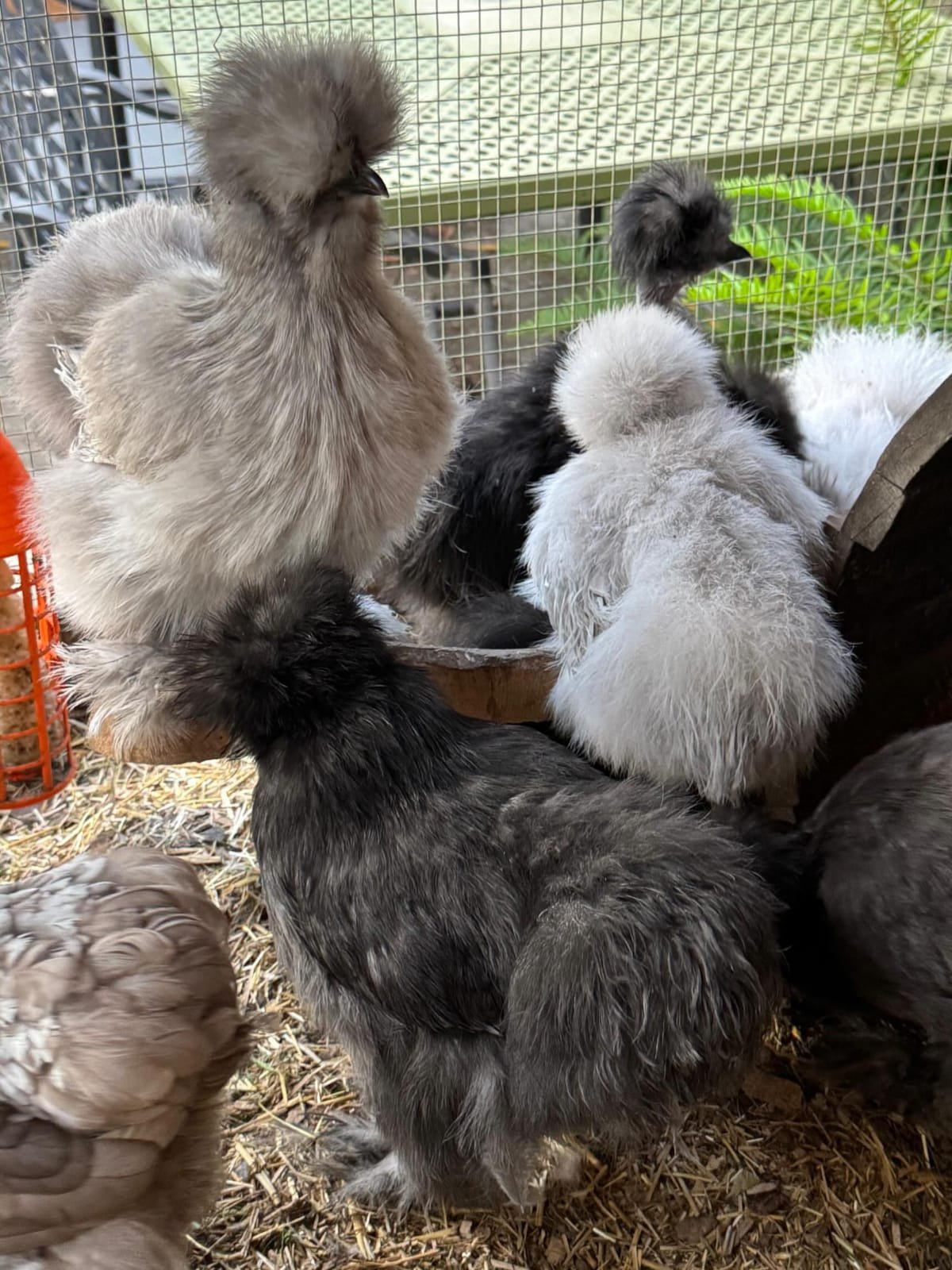 bantam chicken for sale