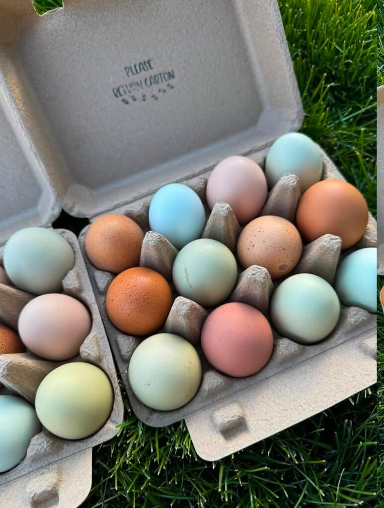 old english game bantam hatching eggs for sale