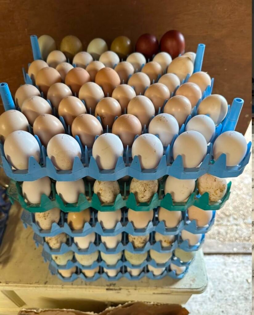 Bantam hatching eggs for sale in foam shipper NPIP certified fertile eggs