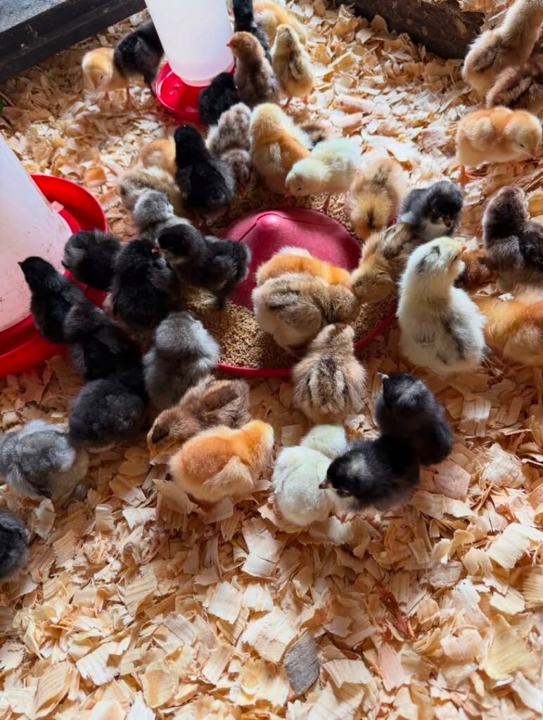 bantam chicks hatched from fertile hatching eggs