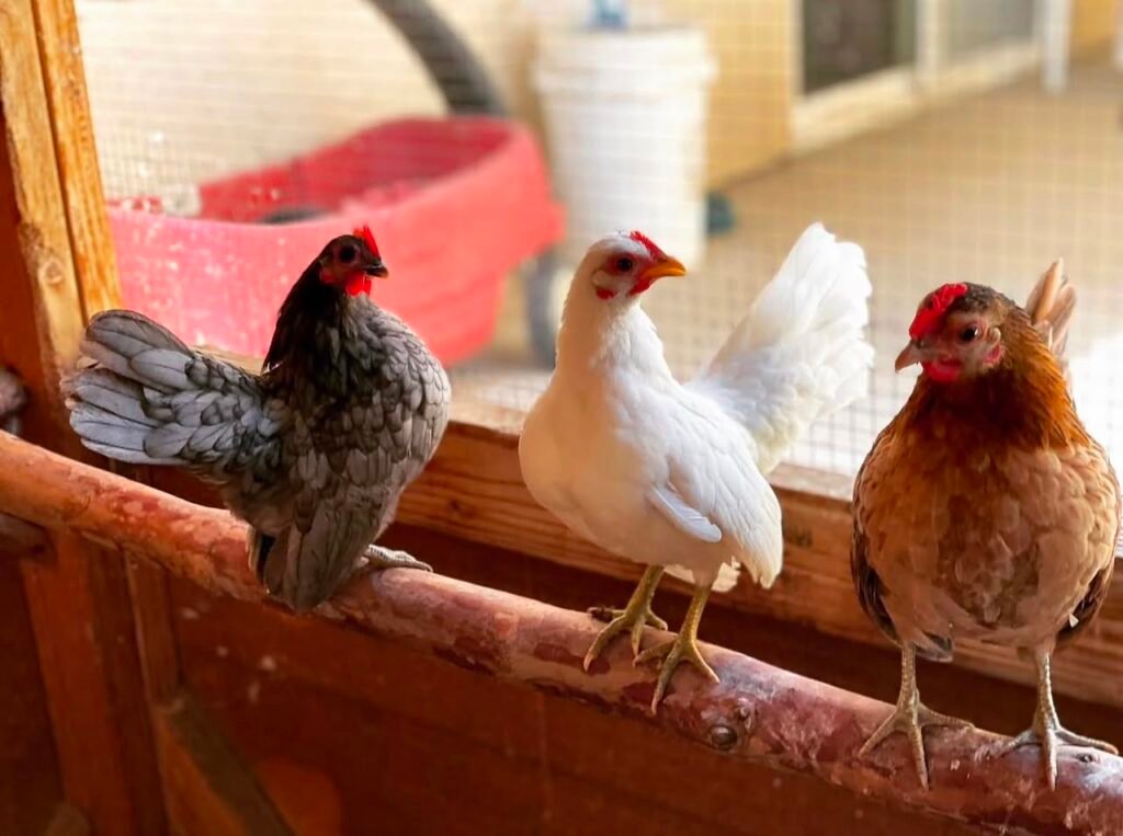 serama-hatching-eggs-for-sale-tiny-hen