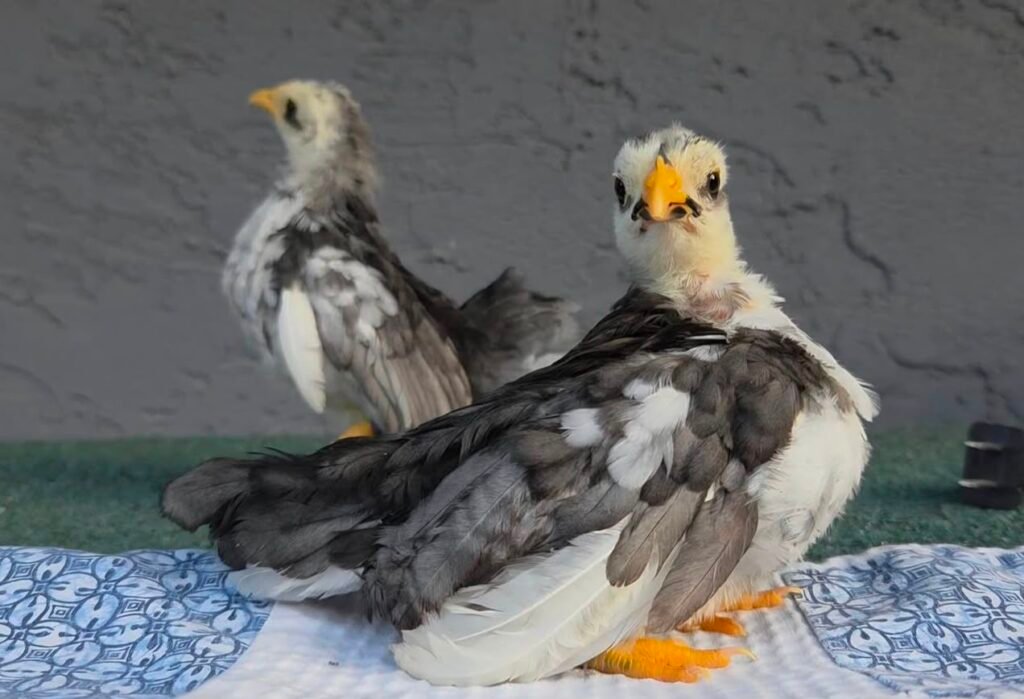 Serama chicks hatched from fertile hatching eggs - world's smallest chicken chicks