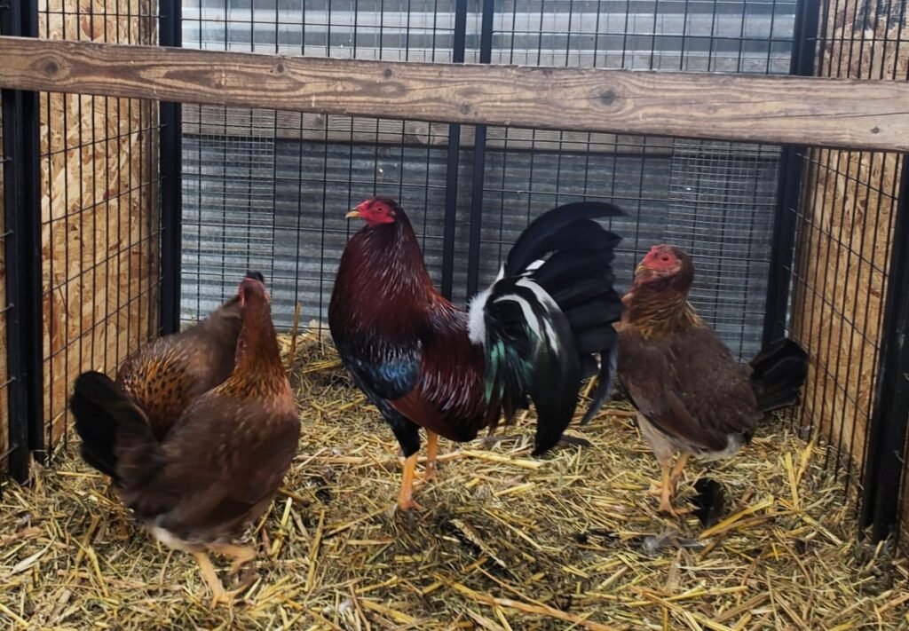 sweater gamefowl for sale-pure breed