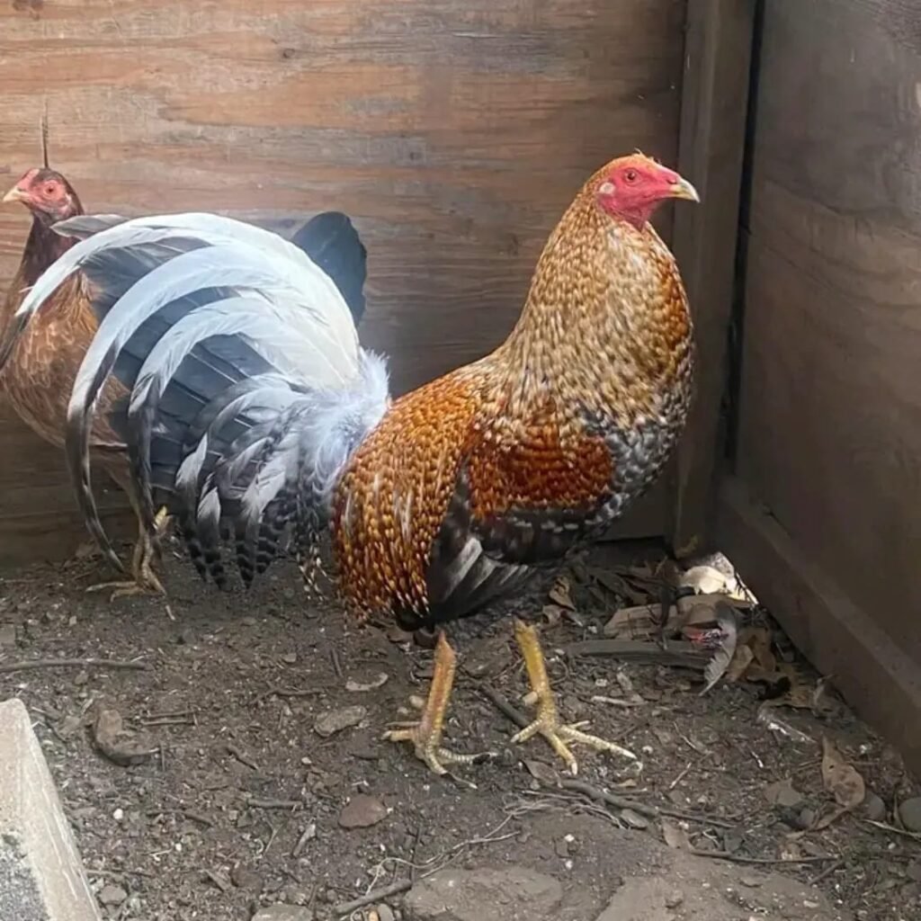 dom gamefowl for sale-pure bree