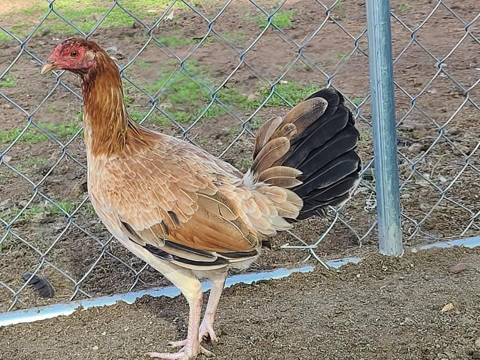 asil gamefowl for sale-pure bloodline hen