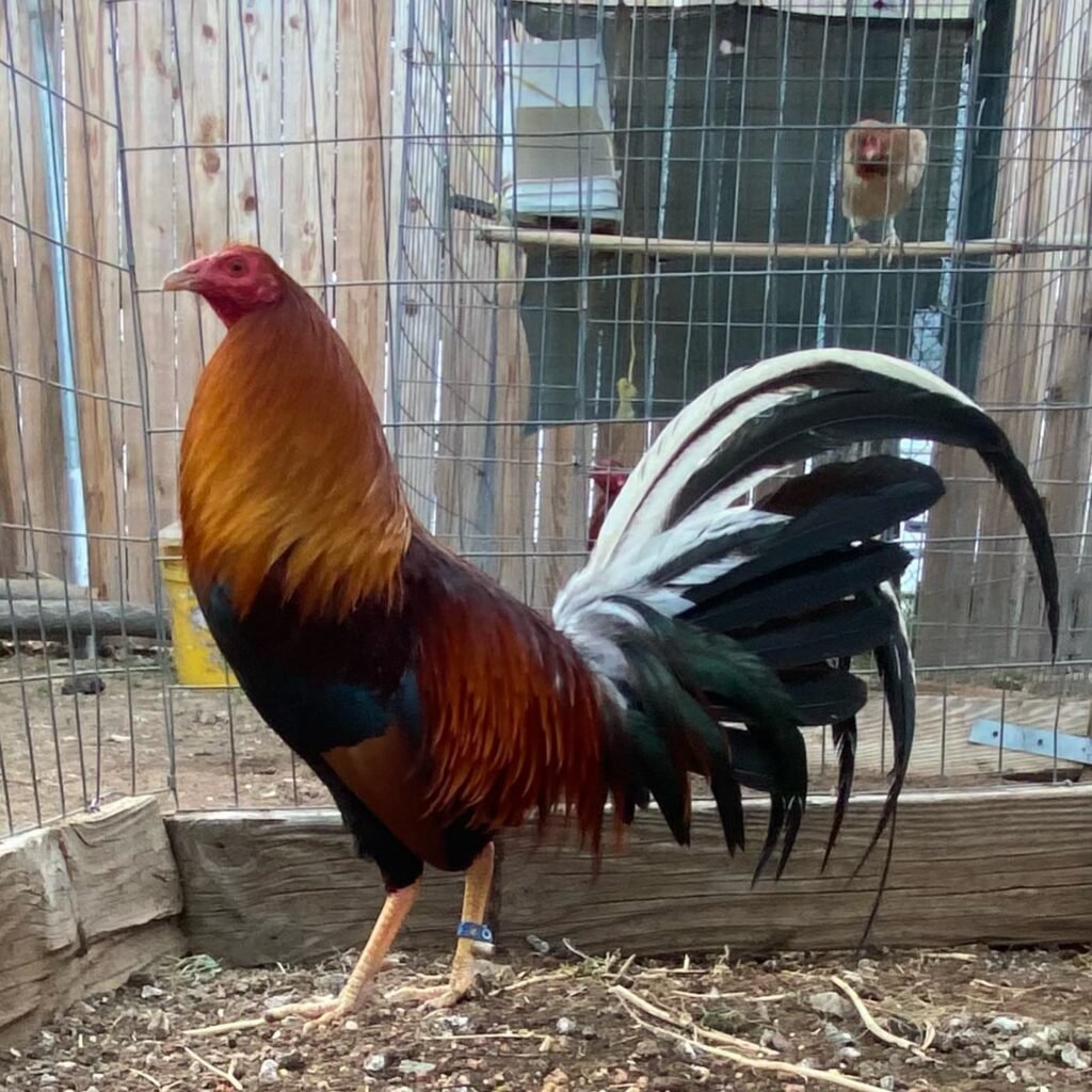 Albany gamefowl for sale pure yellow leg Albany rooster $1000 trio