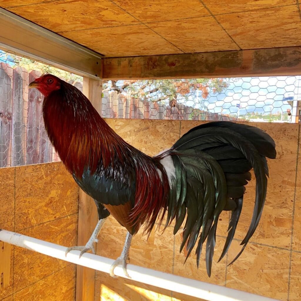 Gilmore Hatch rooster for sale - pure Gilmore Hatch gamefowl rare bloodline