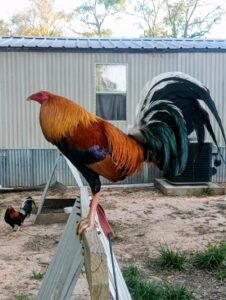 Golden boy sweater for sale pure yellow leg golden boy sweater rooster $1000 trio