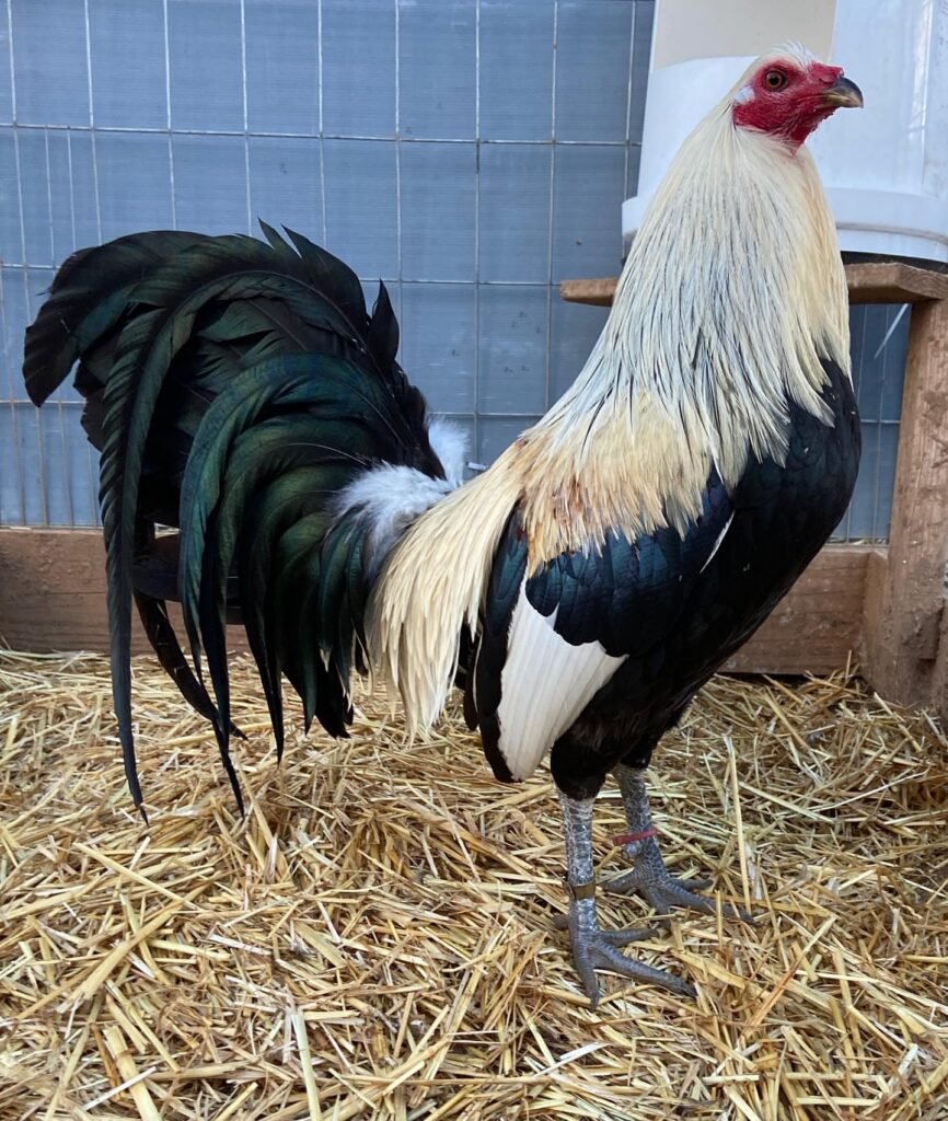 grey gamefowl for sale pure regular grey $1000 trio florida