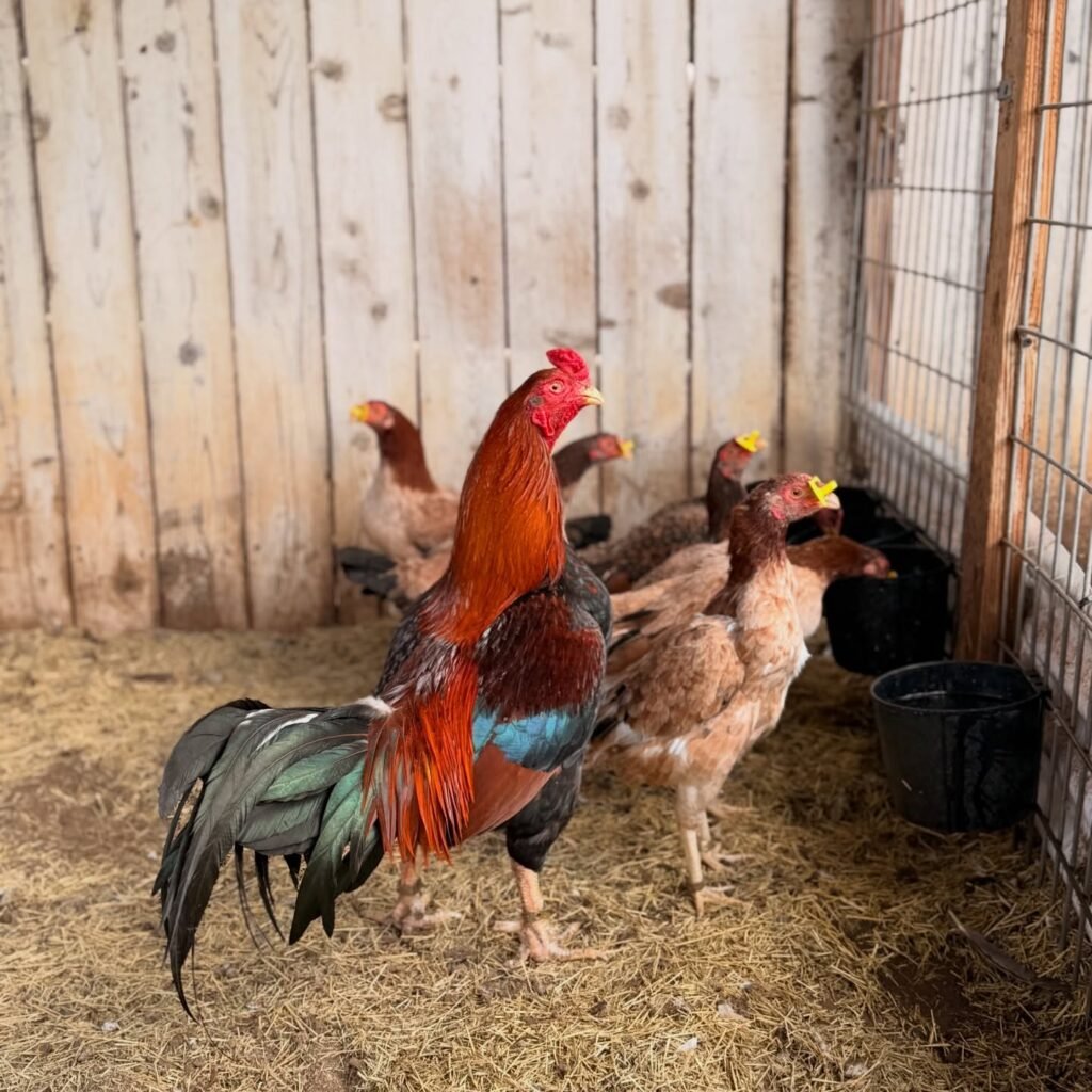 Indian Asil gamefowl for sale - pure Indian Asil hen and rooster pair USA