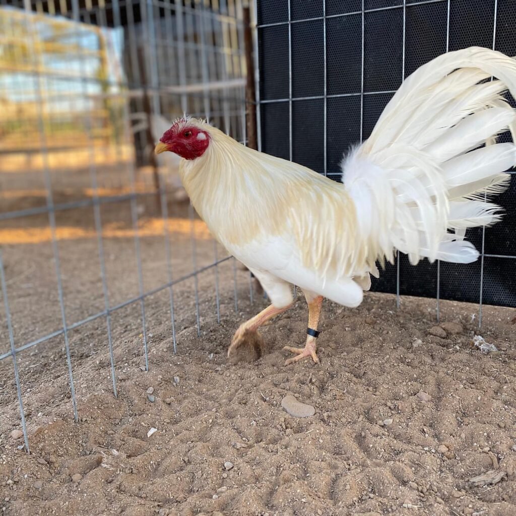 Kelso Gamefowl For Sale