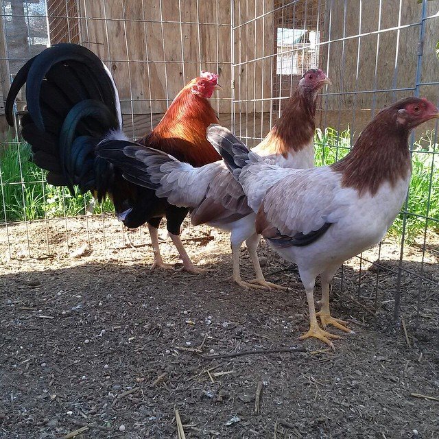 Kelso Trio For Sale $1000 Florida