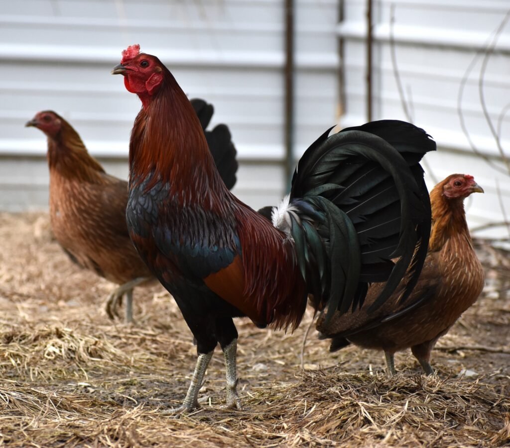 Leiper Gamefowl For Sale $1000 Trio Pure Rat Graves Leiper Stag and Pullets Florida