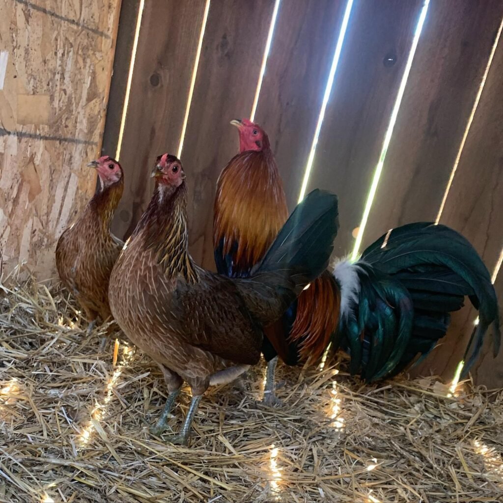 Pure McLean Hatch for sale - pure McLean Hatch gamefowl rooster USA breeder