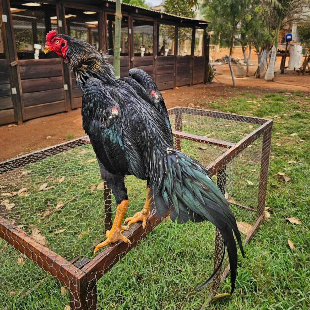 pure o shamo rooster japanese import bloodline 28 inches tall