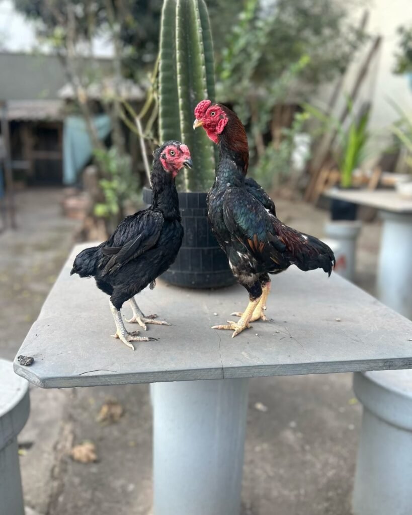 pure shamo breeding pair hen and rooster 28 inchesTitle: Pure Shamo Breeding Pair $1200