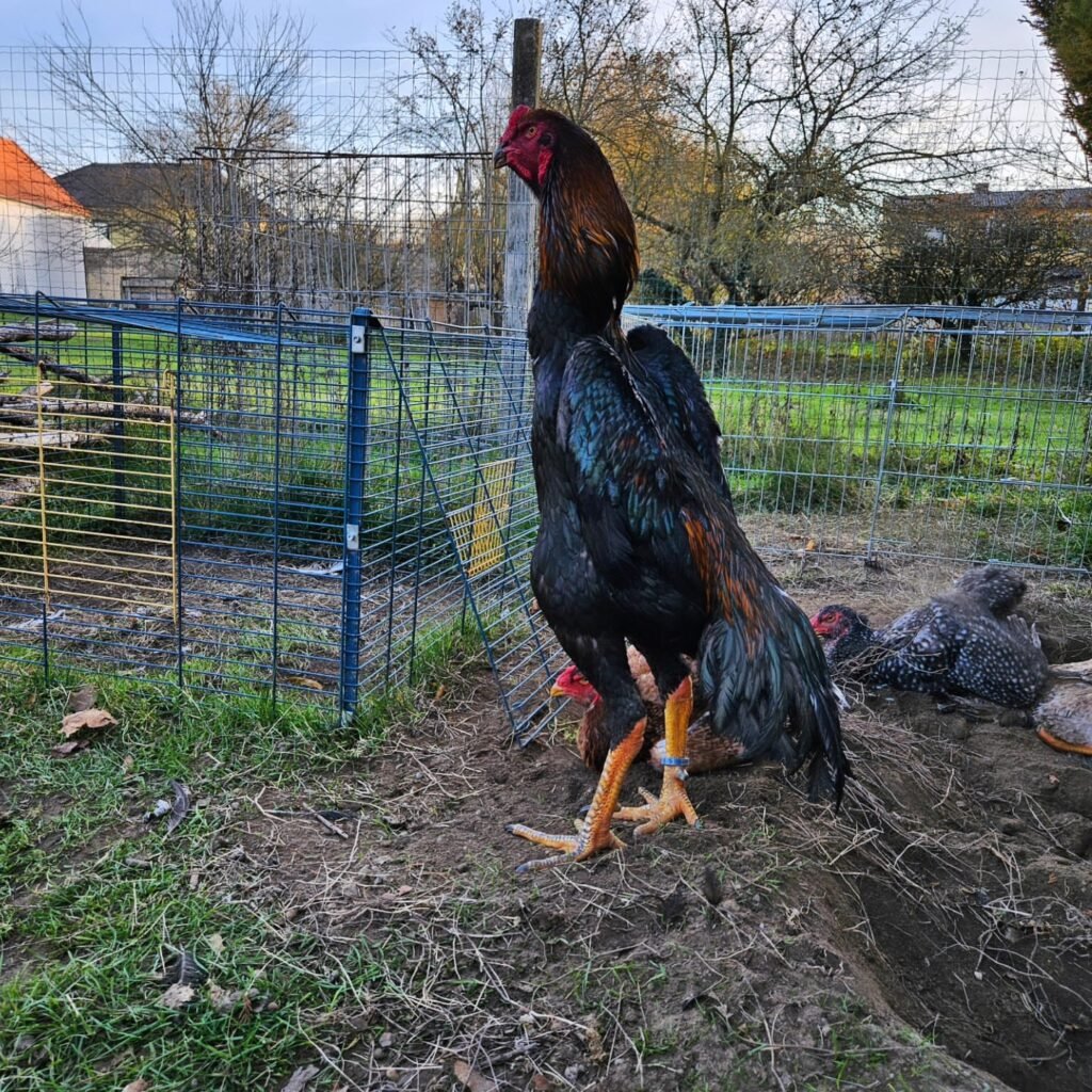  pure shamo gamefowl for sale giant japanese shamo rooster