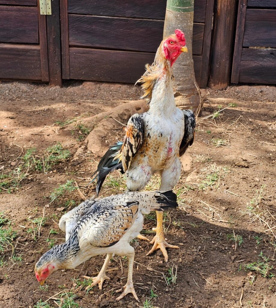 Pure Shamo gamefowl parents - tall station bloodline