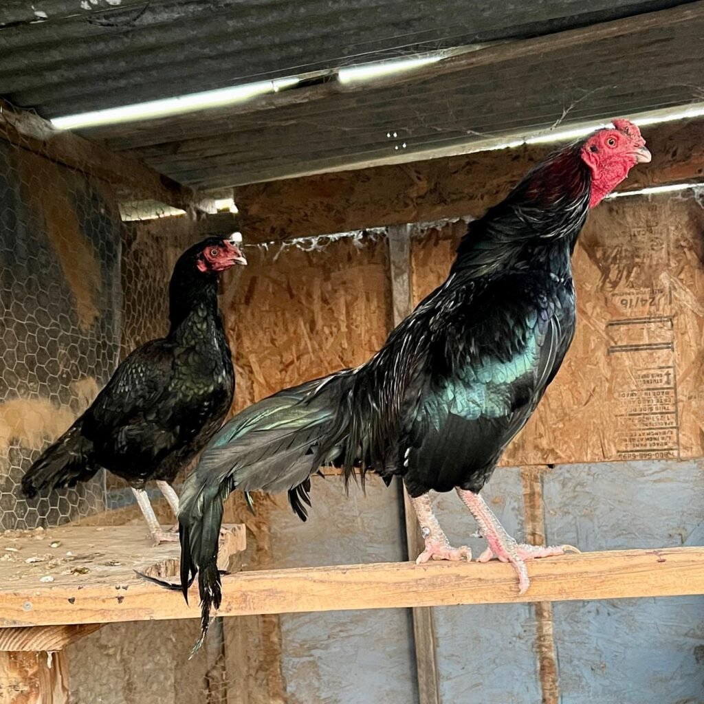 Rampuri Asil for sale - pure Rampuri Asil gamefowl tall powerful rare USA