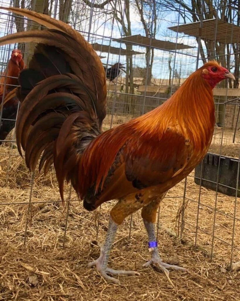 Red Quail Gamefowl For Sale $1000 Trio - Pure Lacy Roundhead Stag and 2 Pullets - Ships From Florida