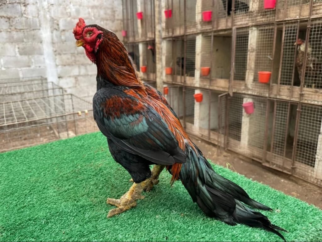 Pure Reza Asil for sale - pure Reza Asil gamefowl rooster USA