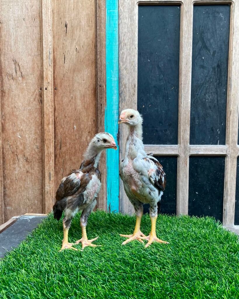 shamo chicks for sale day old pure shamo chicks $250