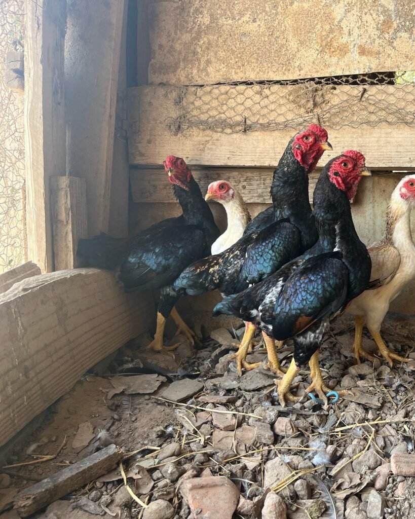 Pure Shamo chicks for sale USA - Japanese bloodline