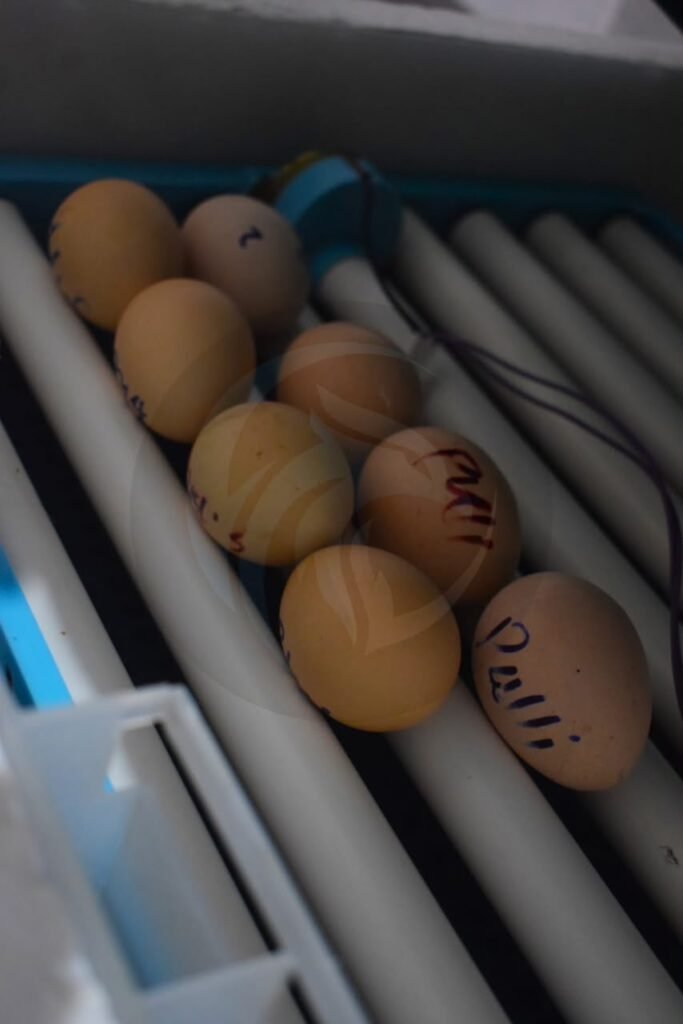 shamo hatching eggs for sale usa fertile pure import