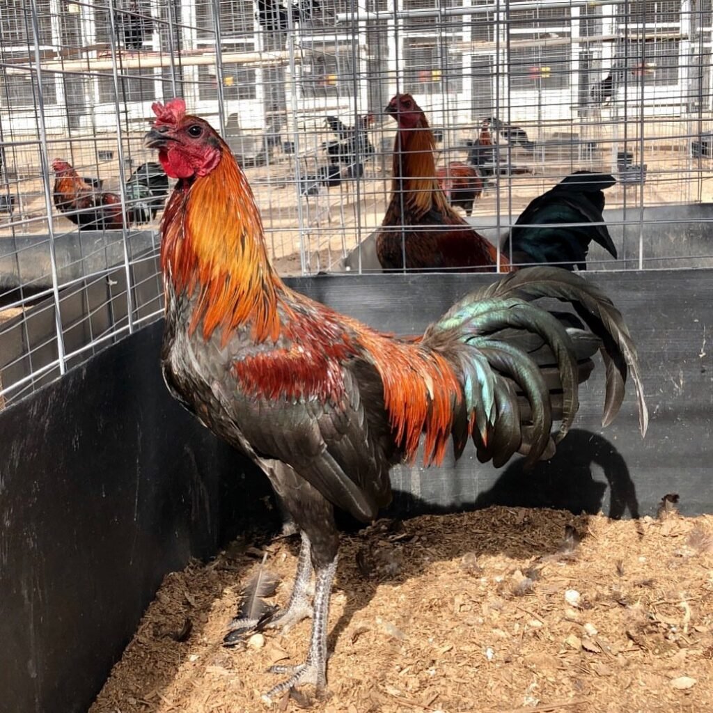 Spanish Gamefowl For Sale - Pure Spanish trio stag and pullets Florida farm