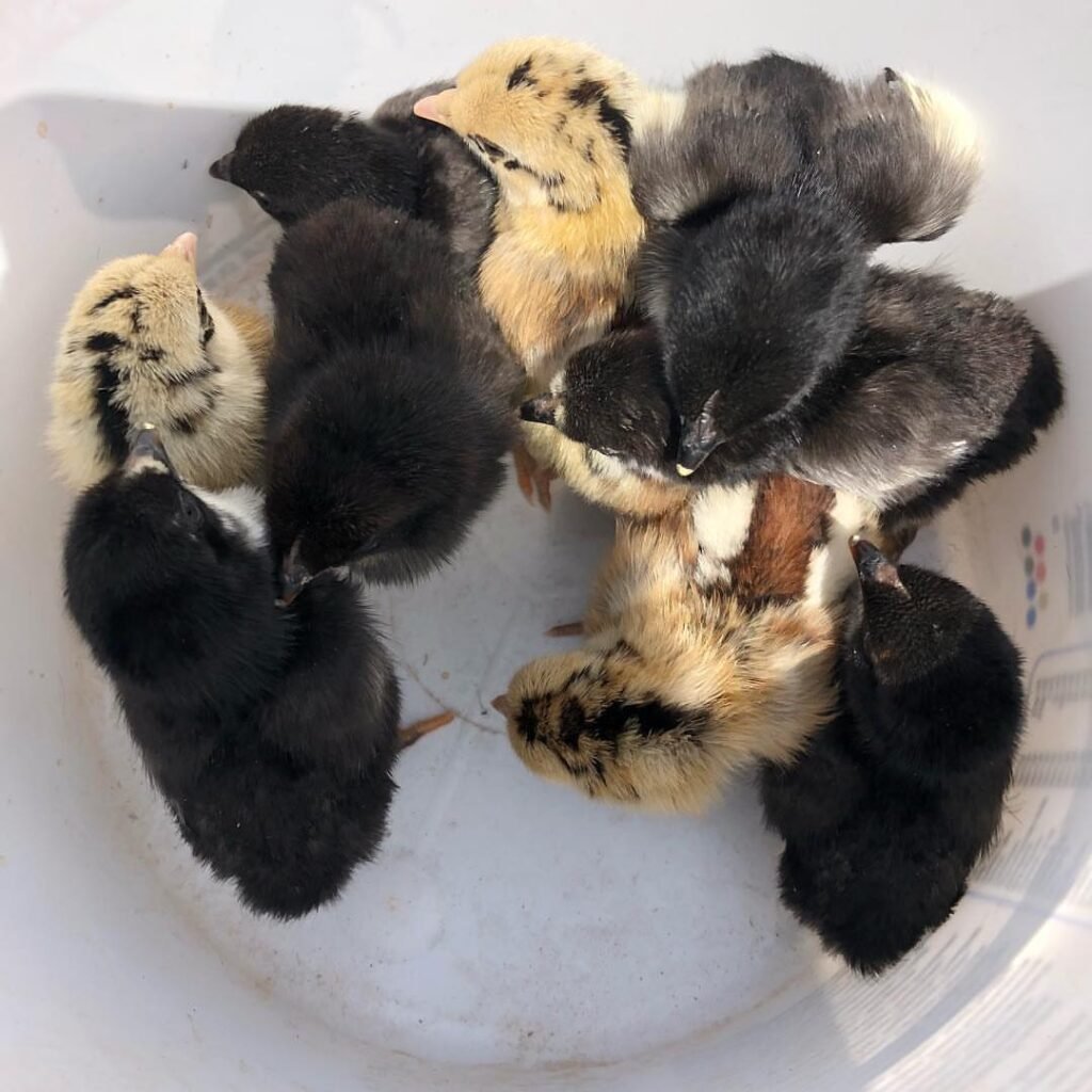 sweater chicks for sale day old chicks $75