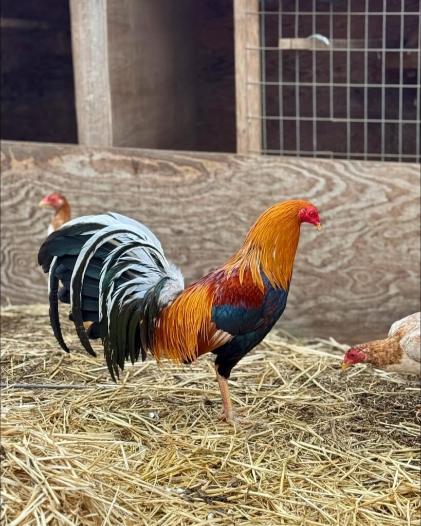 sweater gamefowl for sale pure yellow leg sweater rooster