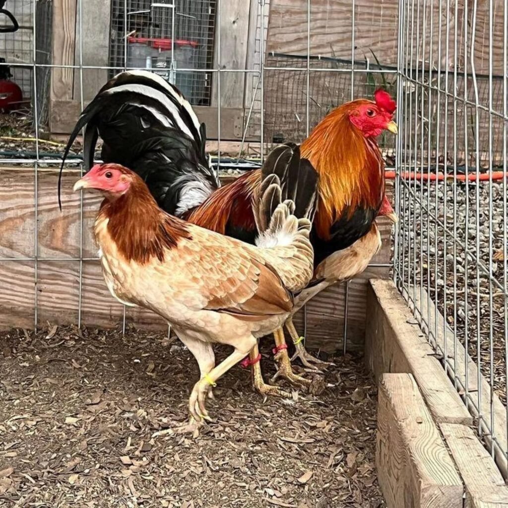 sweater trio for sale $1000 rooster and hens