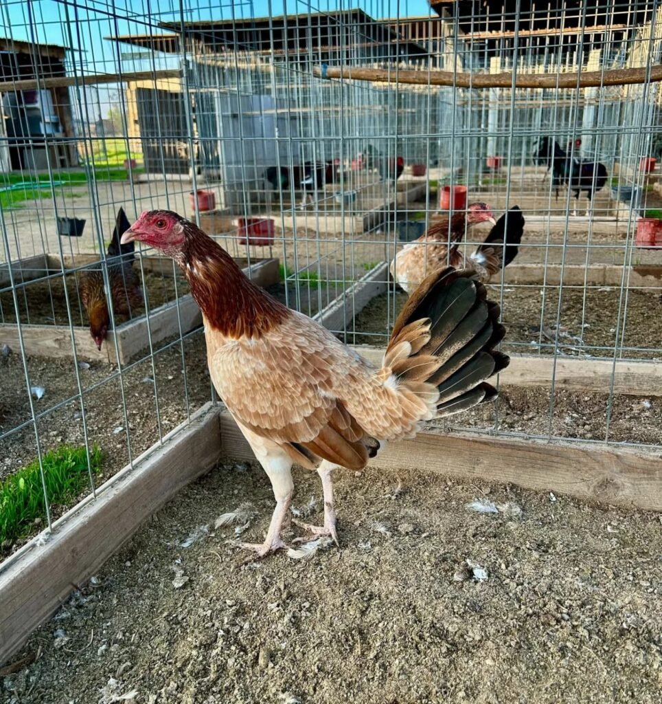 White Leg Kelso Pullet For Sale