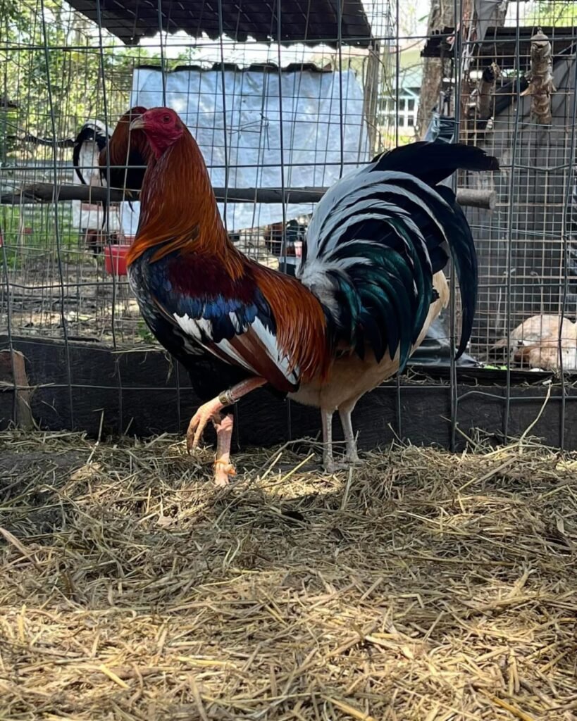 Yellow Leg Hatch for sale - pure Yellow Leg Hatch gamefowl hen USA