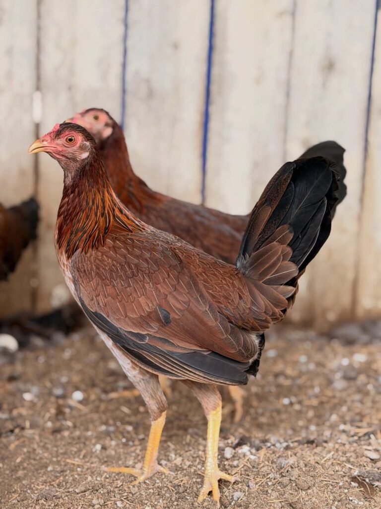 Albany gamefowl hen for sale pure Albany hen price 2026 - call 7542791732