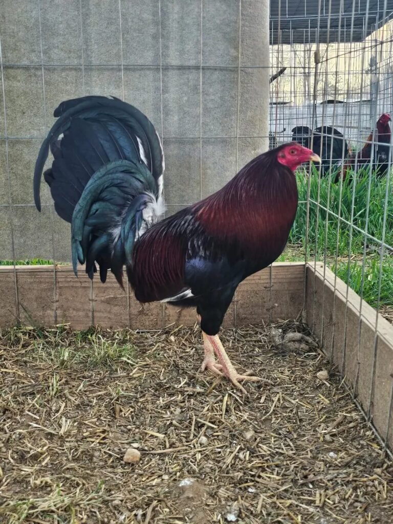 Pure Albany gamefowl rooster dark red black breast yellow legs - how much do Albany gamefowl cost