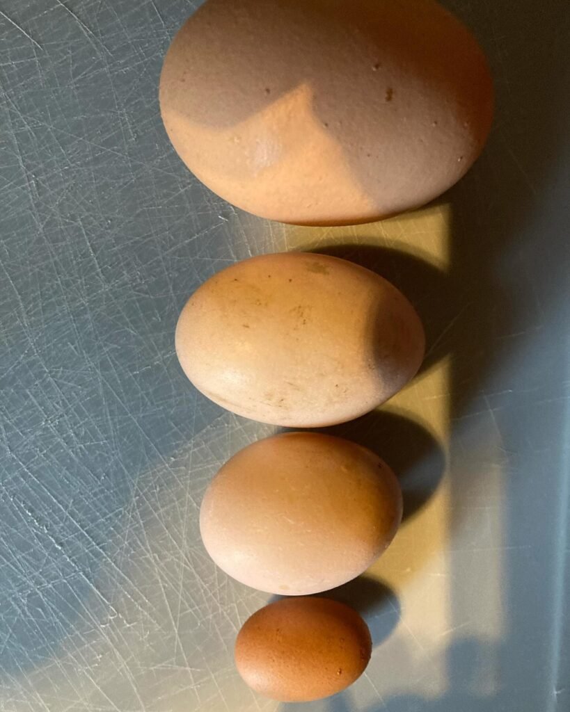 bantam chicken eggs size compared to regular egg
