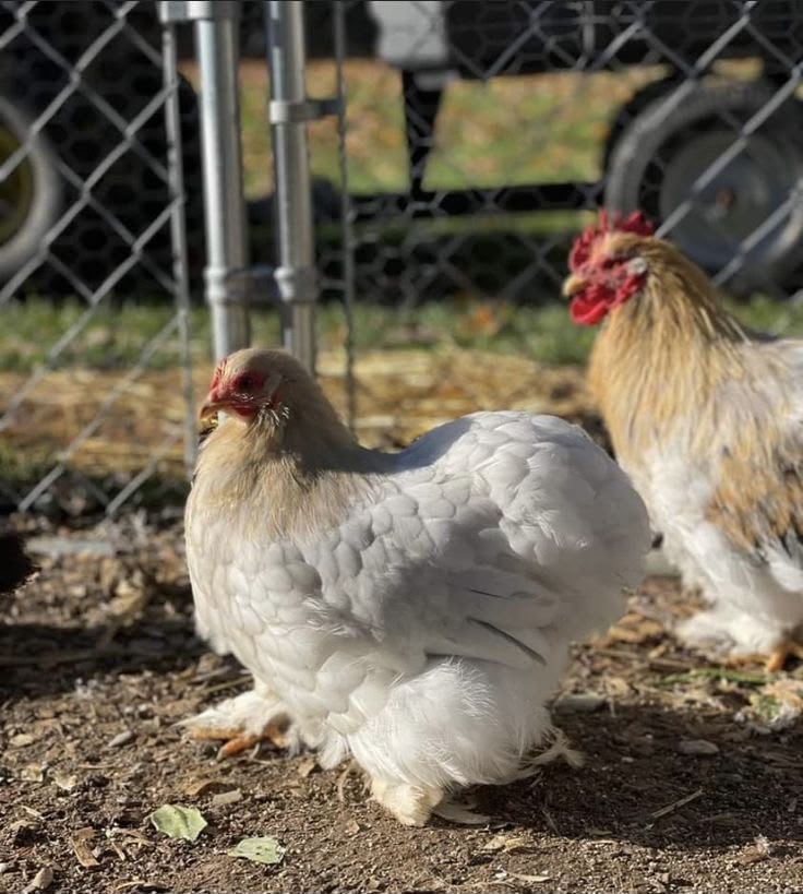 how much do bantam chickens cost 2026 price guide $1000 trio