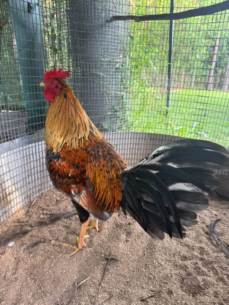 White Faced Black Spanish gamefowl rooster - how much do Spanish gamefowl cost in 2026