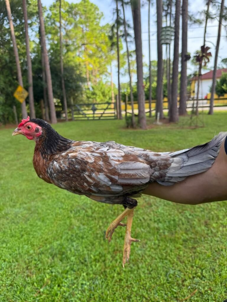 Spanish gamefowl hen for sale - Black Spanish hen price 2026 - call 7542791732