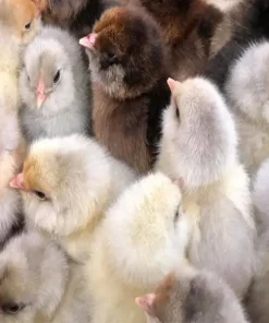 Easter Egger bantam baby chicks for sale