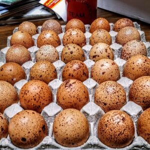 Speckled Egger™ Hatching Eggs