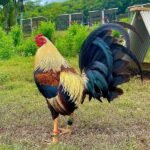 American Gamefowl