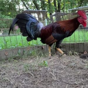 Democrats Gamefowl