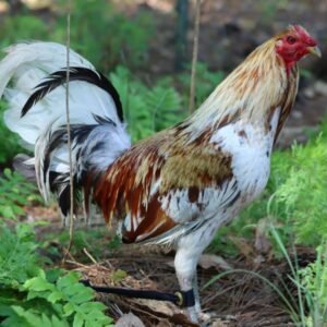 Minor Blue Rooster