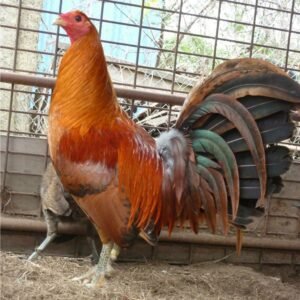 Red Quail