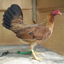 Sweater Rooster