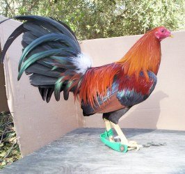 Sweater Hen