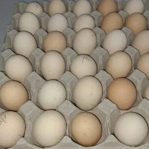 Ayam Cemani Hatching Eggs
